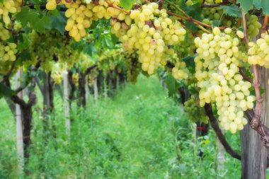 Noble rot ışığında, Apulia, Grottaglie şarap üzüm, botrytised üzüm