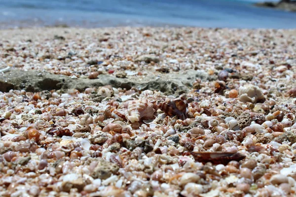 Seashells on a sunny summer day in Salento, Apulia region, Italy. Sea holiday concept