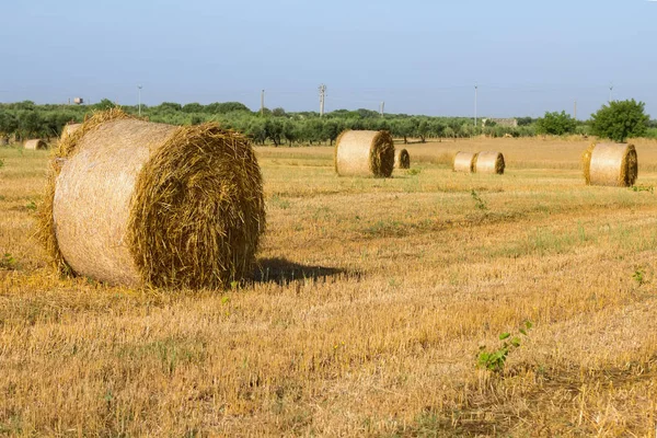 Belles Meules Foin Juin Dans Salento Région Des Pouilles Paysage — Photo