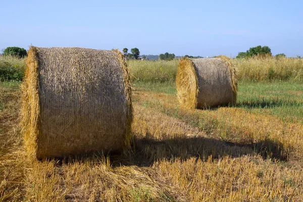 Beau Fiel Doré Avec Des Meules Foin Juin Dans Salento — Photo