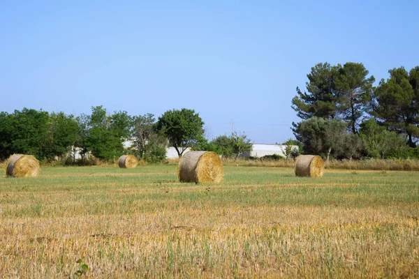 Beau Fiel Doré Avec Des Meules Foin Juin Dans Salento — Photo