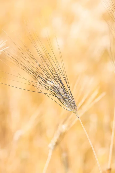 Wheat field. Golden Spikelet of grain, wheat close-up, vertical orientation Rich harvest Concept