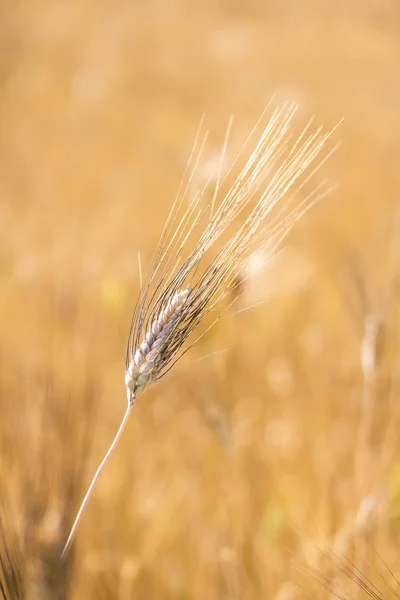 Golden Wheat field. Spikelet of grain, wheat close-up, vertical orientation Rich harvest Concept