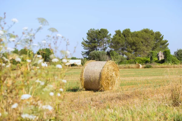 Gyönyörű Golden Mező Szénaboglyák Júniusban Salento Puglia Régiójában Tipikus Olasz — Stock Fotó