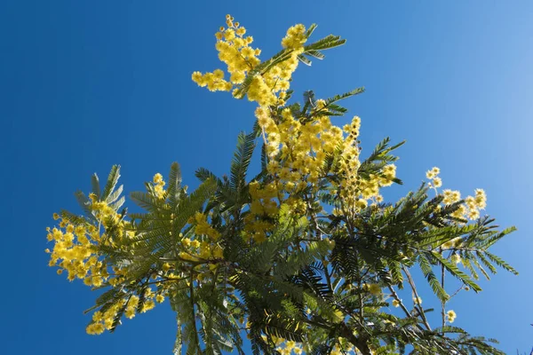 Mimosa Spring Flowers Easter background. Blooming mimosa tree over blue sky with sun — Stock Photo, Image