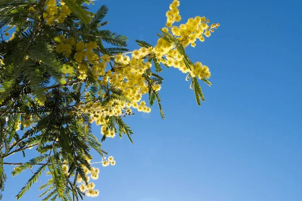 Mimosa Primavera Flores fundo de Páscoa. Mimosa árvore florescente sobre o céu azul. Projeto amarelo da arte da borda da flor com sol — Fotografia de Stock