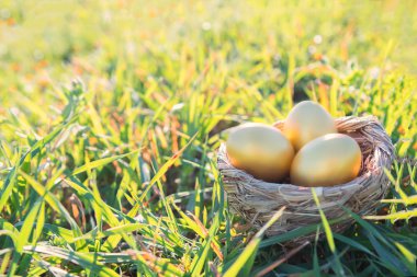 çimenlerin üzerinde servet ve şans ve Paskalya kavramı göstermek için pthree altın yumurta