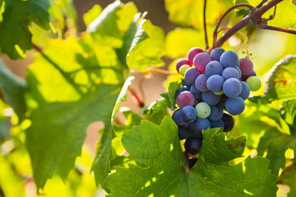 Raceme van de Primitivo di Manduria druif, organische wijngaard in Salento, natuurlijke omstandigheden, Puglia, Italië — Stockfoto