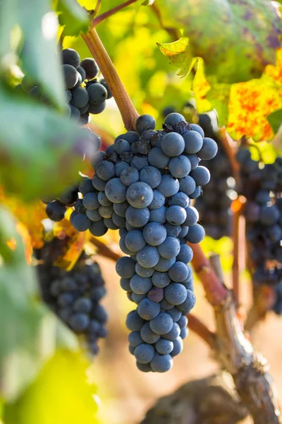 Rijp paarse druiven met bladeren in natuurlijke staat, de wijngaard van Puglia van Primitivo druif groeit in Zuid-Italië, met name Salento — Stockfoto