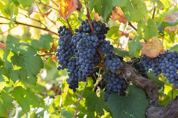 Uvas púrpuras maduras con hojas en estado natural, viñedo en Puglia, se encuentra en el sur de Italia, especialmente Salento — Foto de Stock