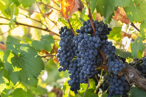 Стиглі purple винограду з листами в природному стані, виноградники в Апулії, знаходиться на півдні Італії, особливо Саленто — стокове фото