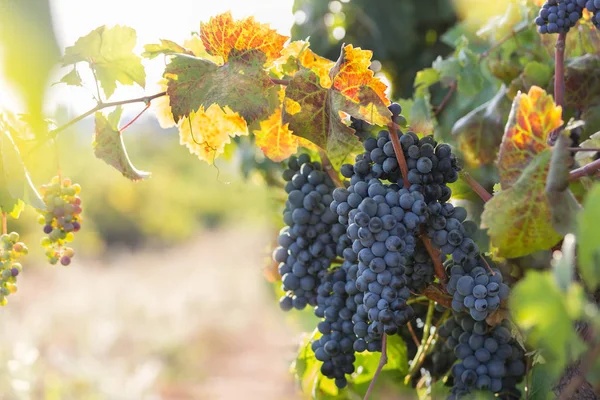 Ripe purple grapes with leaves in natural condition, vineyard in Puglia, is in southern Italy, particularly Salento