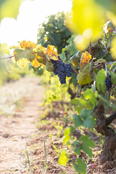 Raceme de la uva Primitivo di Manduria, viñedo orgánico en Salento, condiciones naturales, Puglia, Italia —  Fotos de Stock