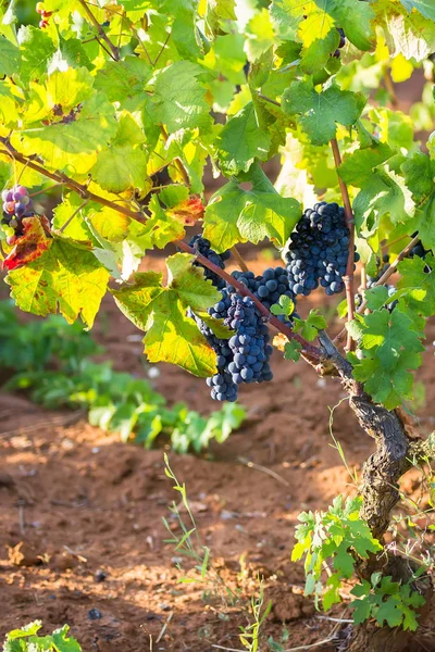 Ripe purple grapes with leaves in natural condition, vineyard in Puglia, is in southern Italy, particularly Manduria