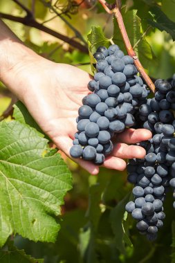 Üzüm hasat. Çiftçiler el ile taze siyah üzüm hasat. Puglia, bağ olduğunu Güney İtalya'da, özellikle: Salento
