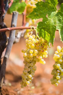 Tatlı ve lezzetli beyaz üzüm demet, Manduria içinde üzüm bir yaz güneşli günde,: Salento, İtalya