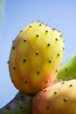 İnciri kaktüs renkli taze olgun tüm meyve üzerinde bir brunch close-up. Opuntia fichi dindia. Güney İtalya
