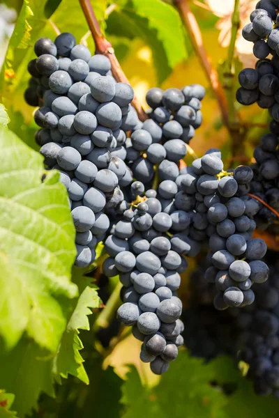 Uvas púrpuras maduras con hojas en estado natural, el viñedo de Apulia de la uva Primitiva crece en el sur de Italia, particularmente Salento — Foto de Stock