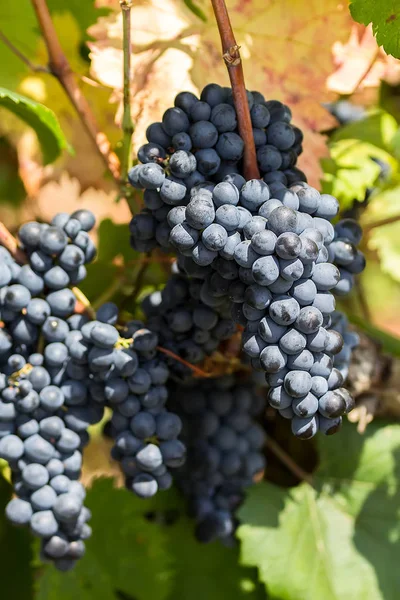 Uvas púrpuras maduras con hojas en estado natural, viñedo en Puglia, se encuentra en el sur de Italia, especialmente Salento — Foto de Stock