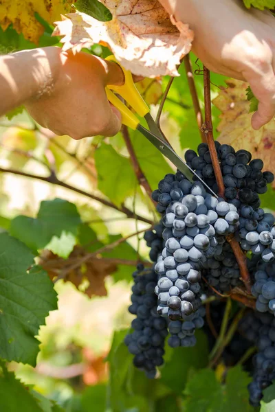 Cosecha de uvas. Los agricultores trabajan con uvas negras recién cosechadas. viñedo en Puglia, está en el sur de Italia, particularmente Manduria — Foto de Stock