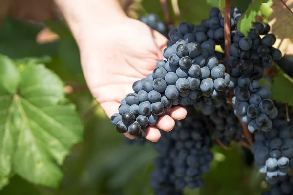 Cosecha de uvas. Los agricultores trabajan con uvas negras recién cosechadas. viñedo en Puglia, está en el sur de Italia, particularmente Manduria — Foto de Stock