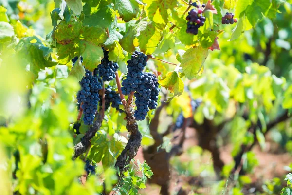 Відділення примітиви ді Мандурія винограду, органічні виноградник в Саленто, природні умови, Апулія, Італія — стокове фото