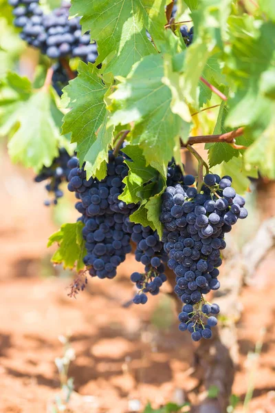 Rama de la uva Primitivo di Manduria, viñedo orgánico en Salento, condiciones naturales, Puglia, Italia — Foto de Stock
