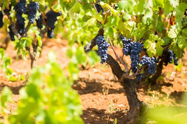 Primitivo di Manduria üzüm,: Salento, doğal organik bağ dalı koşulları, Puglia, İtalya