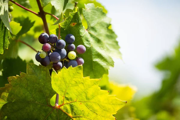 Raceme van de Primitivo di Manduria druif, organische wijngaard in Salento, natuurlijke omstandigheden, Puglia, Italië — Stockfoto