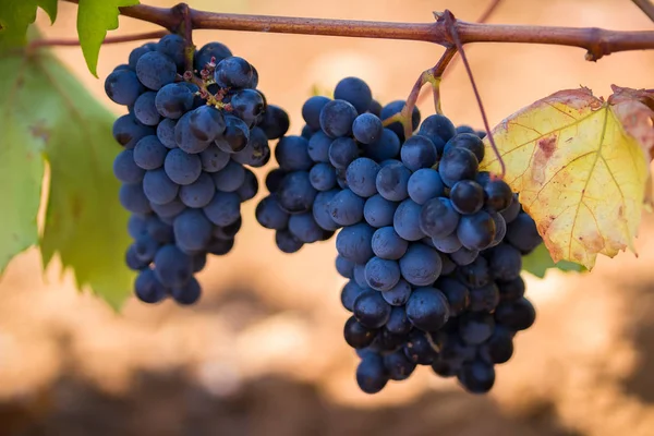Rijpe paarse druiven met bladeren in natuurlijke toestand, de wijngaard van Puglia van Primitivo druif groeit in Zuid-Italië, Salento — Stockfoto