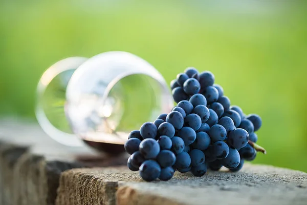 Glass of red wine with purple grapes — Stock Photo, Image