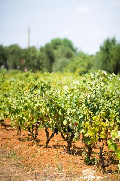 Weinberg mit Trauben der Sorte primitivo di manduria, primitivo di manduria Weinberg, Sommer, heißer August vor der Ernte in Apulien, Italien — Stockfoto