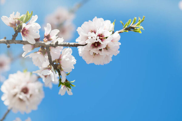 Beautiful spring floral background with blossoming almond branches, bokeh, blurred background and texture with copy space