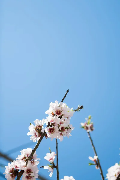 Beau fond floral printanier avec des branches d'amande en fleurs, bokeh, fond et texture flous, espace de copie — Photo