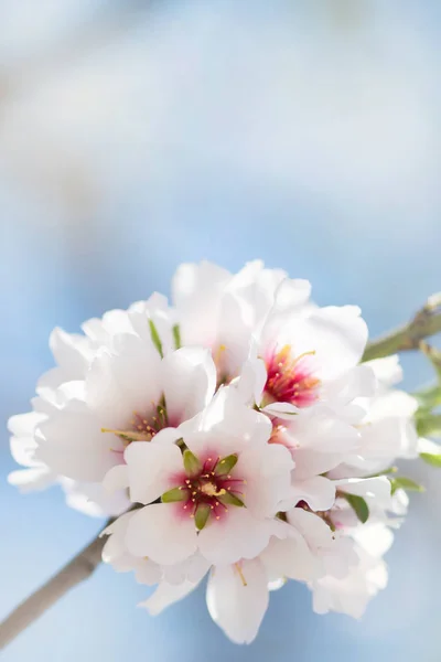 Beau fond floral printanier avec des branches d'amande en fleurs, bokeh, fond flou et texture avec espace de copie — Photo
