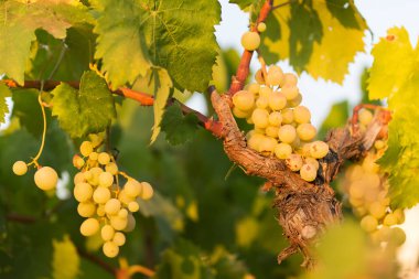 Salento, Apulia, İtalya 'da bir üzüm bağında açık güneşli bir günde beyaz üzümler