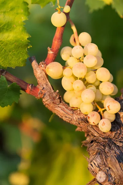 Uvas blancas en un día soleado brillante en un viñedo en Salento, Apulia, Italia, enfoque selectivo — Foto de Stock