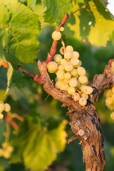 Vita druvor på en solig dag i en vingård i Salento, Apulien, Italien — Stockfoto