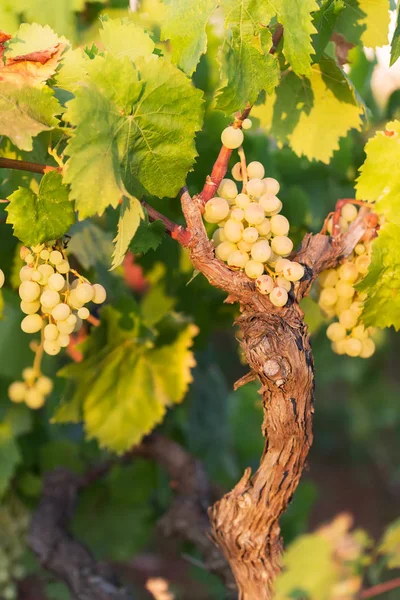 Witte druiven op een zonnige dag in een wijngaard in Salento, Apulië, Italië — Stockfoto