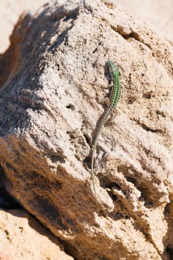 Kertenkele kayada sürünüyor. Puglia'da vahşi yaşam, Salento, İtalya