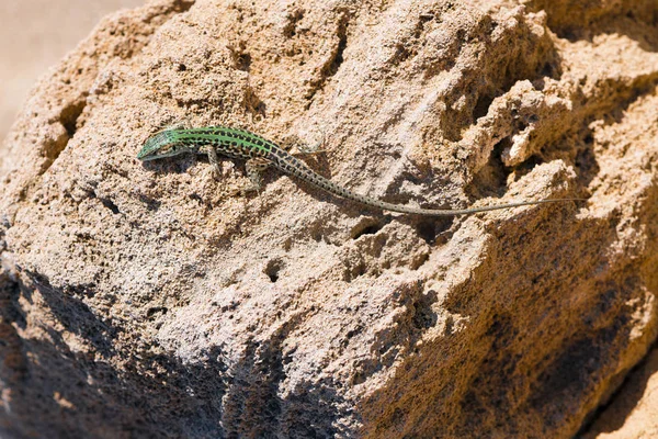 Lizard crawling on the rock. Wildlife in Puglia, Salento, Italy — Stock Photo, Image