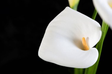 Siyah arkaplan yatay yöneliminde beyaz calla kapat