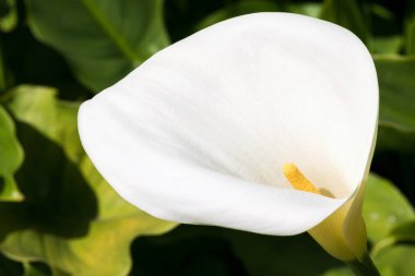 Doğal durumda bahçede bir güzel beyaz Calla zambak, yakın