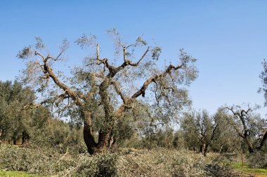 Daha fazla hasat edilebilir, Salento, Puglia, İtalya tarım böylece büyümek için dalları yenilemek için gerekli bir zeytin ağaçlarının Bahar budama