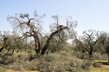 Daha fazla hasat edilebilir, Salento, Puglia, İtalya tarım böylece büyümek için dalları yenilemek için gerekli bir zeytin ağaçlarının Bahar budama
