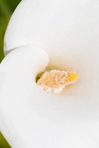 Un beau lys Calla blanc dans un état naturel par temps ensoleillé, gros plan — Photo