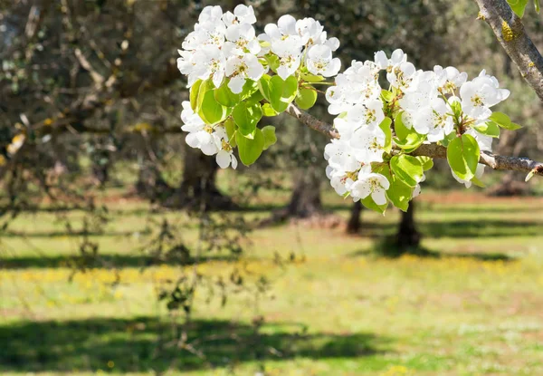 Branche florale de poire. jardin fleuri de printemps. Fleurs poire gros plan. Fond flou — Photo