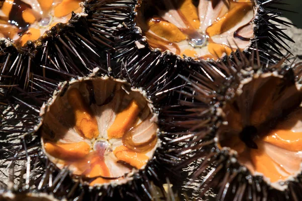 Fresh sea urchins, ricci di mare, on a rock, close up. A typical dish of Salento, Puglia, is eaten raw with bread, seafood background.