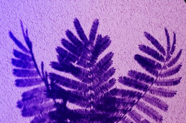 renk gradyan.soyut yaprakları ve gölge arka plan eğrelti otu yaprağı. Tasarım düzeni oluşturmak için, neon kompozisyon bırakır