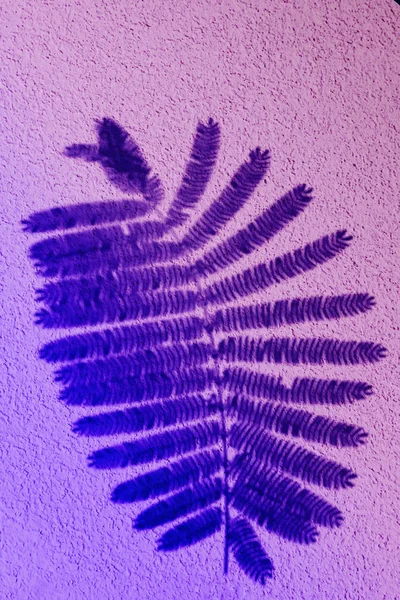 fern leaf in color gradient.abstract leaves and shadow background.For create design layout, neon leaves composition